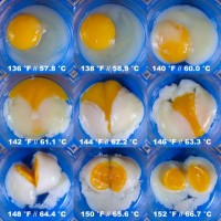 Egg Matrix